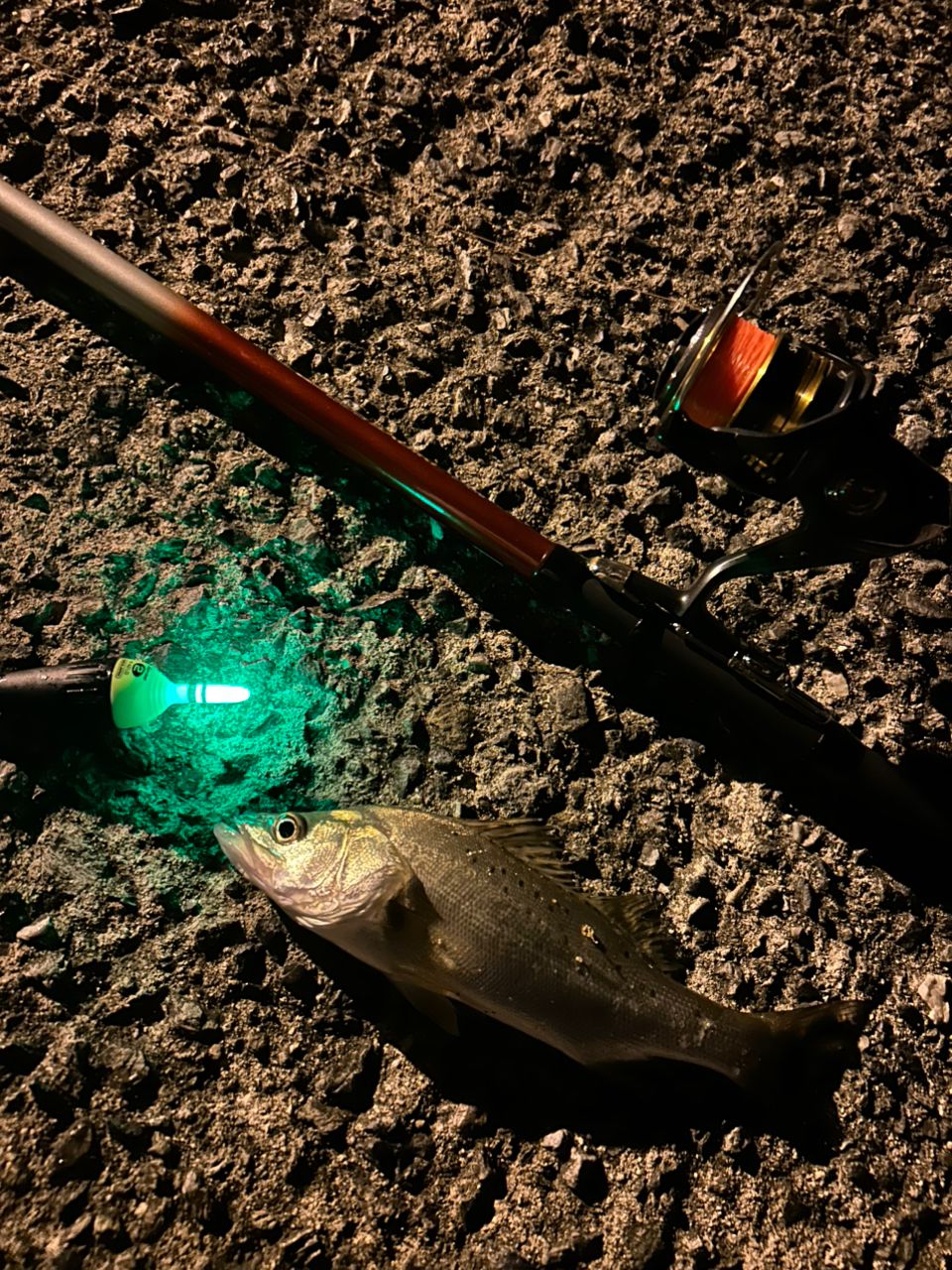 セイゴ（タイリクスズキ）