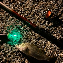 セイゴ（タイリクスズキ）