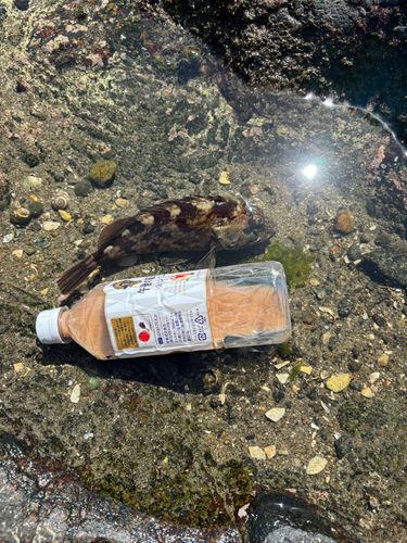 知多湾