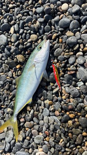 イナダの釣果