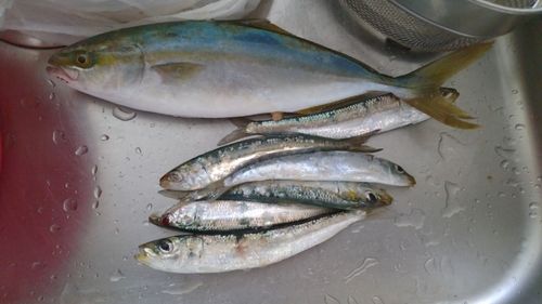 イワシの釣果