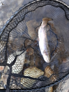 ニジマスの釣果