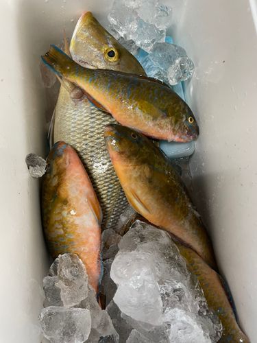 アーガイの釣果