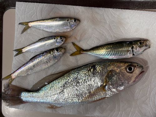 イシモチの釣果