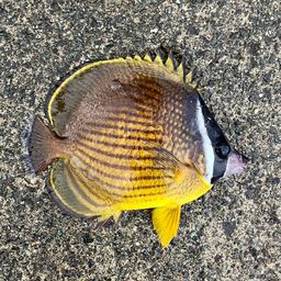 チョウチョウウオ