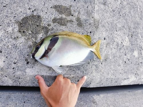 ヒメアイゴの釣果