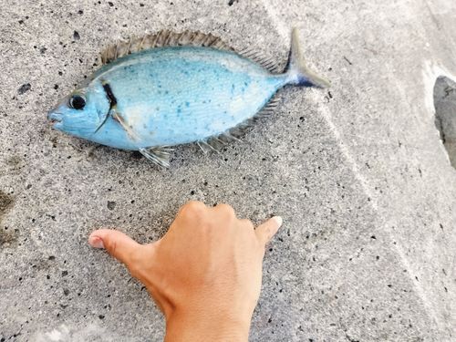 ハナアイゴの釣果