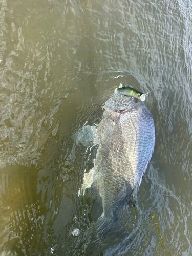 キビレの釣果