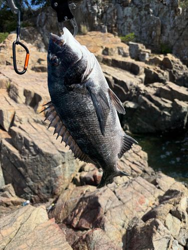 釣果