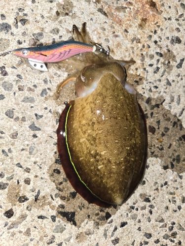 モンゴウイカの釣果