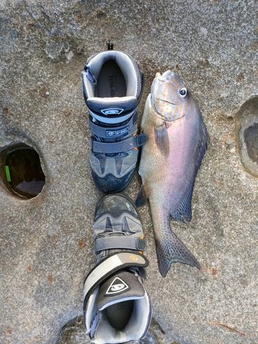 コロダイの釣果