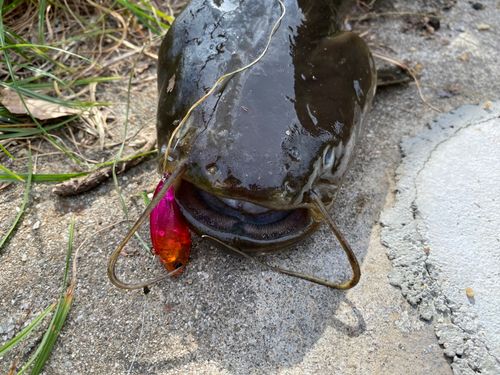 ナマズの釣果