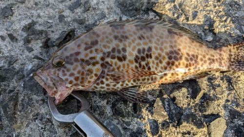 オオモンハタの釣果