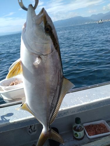 ショゴの釣果