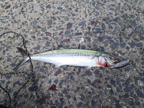 サゴシの釣果