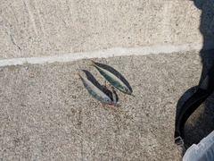 サバの釣果