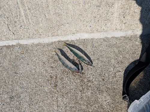 サバの釣果