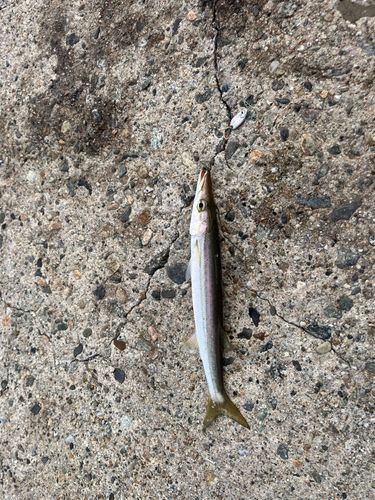 カマスの釣果