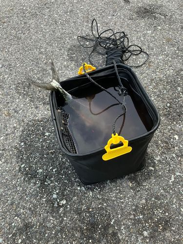 美保湾