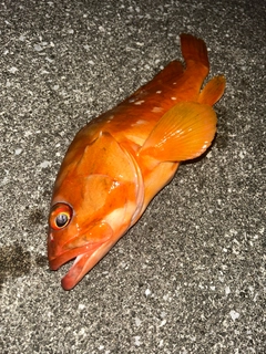 アカハタの釣果