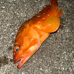 アカハタ