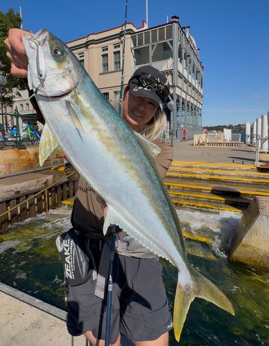 ヒラマサの釣果