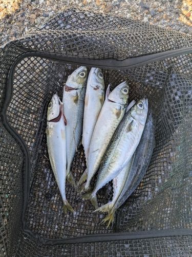 サバの釣果