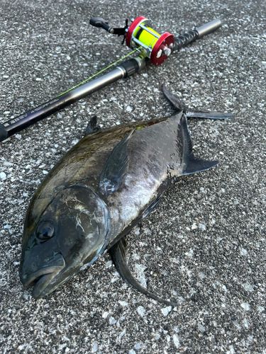 ナンヨウカイワリの釣果