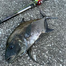 ナンヨウカイワリ