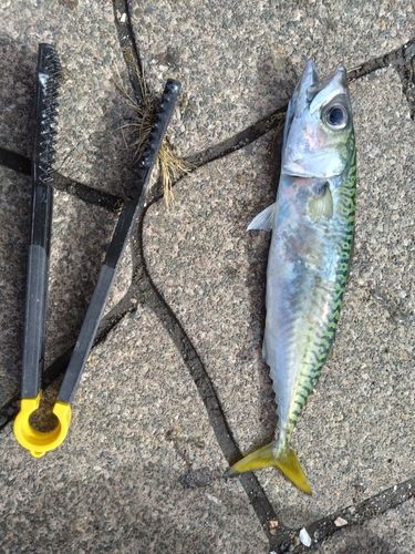 サバの釣果