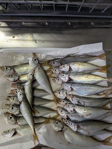 マアジの釣果