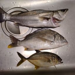 セイゴ（マルスズキ）