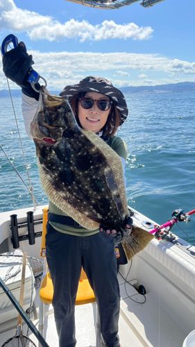 ヒラメの釣果