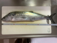 サゴシの釣果