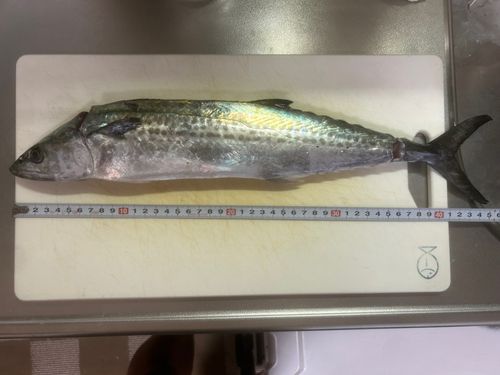 サゴシの釣果