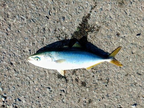 ワカシの釣果