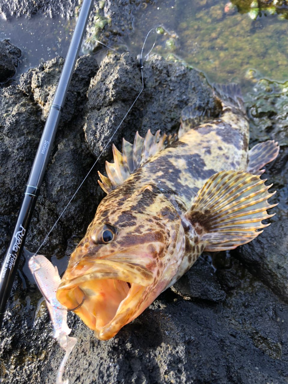 タケノコメバル