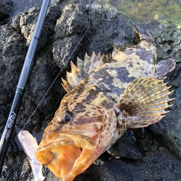 タケノコメバル