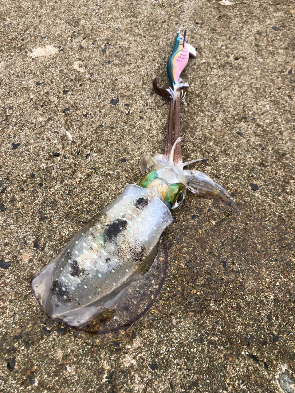 タケノコメバル
