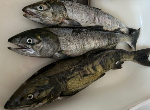 アキアジの釣果