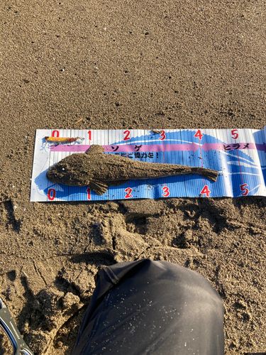 マゴチの釣果