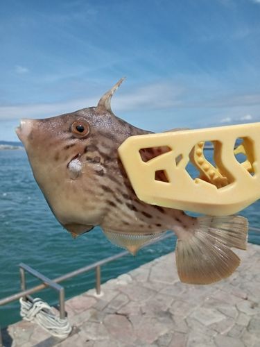 カワハギの釣果
