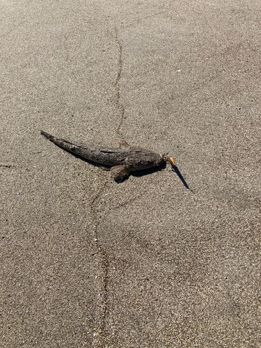 マゴチの釣果