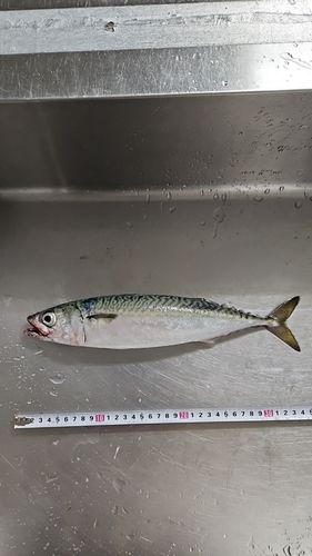 サバの釣果