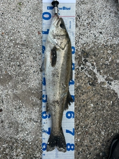 スズキの釣果