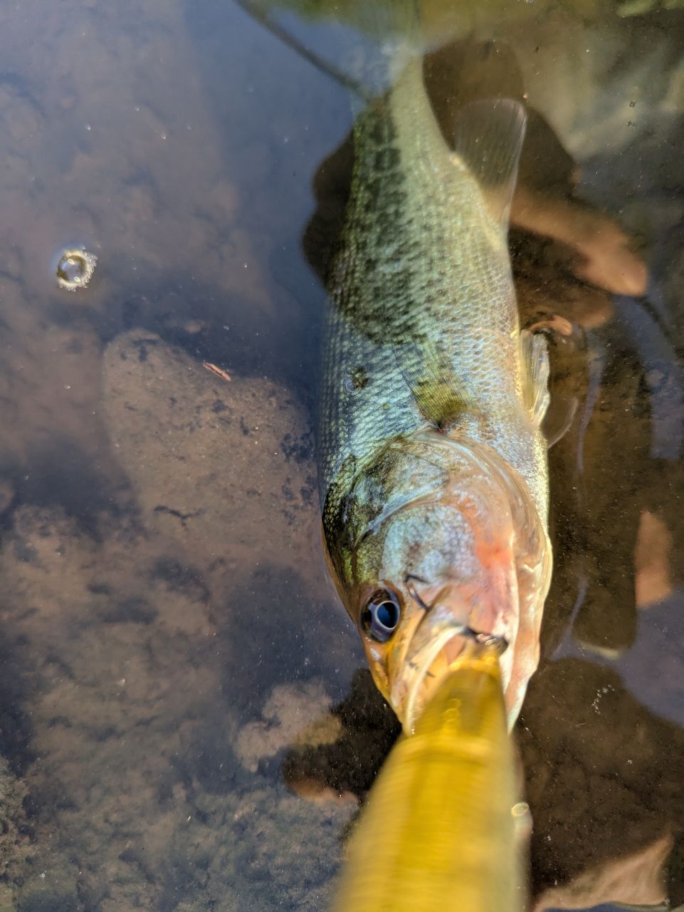 スモールマウスバス