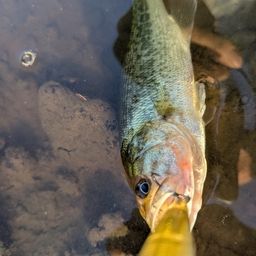 スモールマウスバス