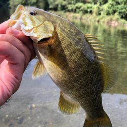 スモールマウスバス