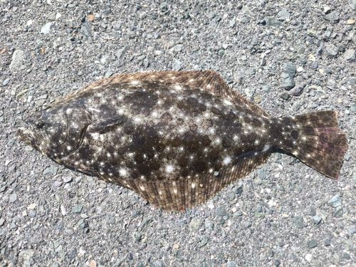 ヒラメの釣果