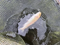アルビノニジマスの釣果